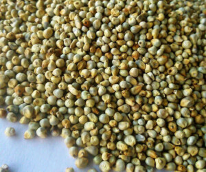 green-millet-2087328 green-millet-2087328